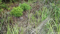 Bukan cuma asrama, di sini pun terdapat banyak makam para jamaah haji yang meninggal dalam perjalanan haji. Namun kuburannya juga sudah menyatu dengan tanah dan pepohonan (Bonauli/detikTravel)