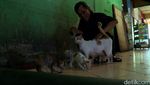 Berkah Umrah Penjual Sandal dan Penyayang Kucing