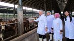 Mendag Tinjau Peternakan Sapi di Subang