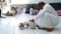 Di Masjidil Haram, Pak Ooy sedikit terkejut, ia seakan disambut oleh seekor kucing berbulu tebal yang berjalan dengan terseok-seok. Tak menungu lama, kucing manis itupun langsung ia hampiri. Ingatannya kemudian kembali pada kucing kucingnya di Tanah Air. Lianita Ruchyat/detikcom.
