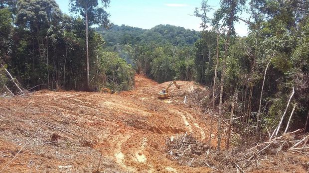 Mengintip Progres Jalan Trans Papua Barat