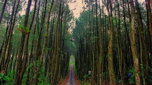 Hutan pinus Kragilan di Magelang, Jawa Tengah