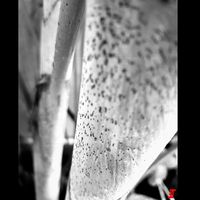 OnePlus 5 Pamer Monokrom di Kamera Ganda