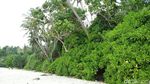 Potret Instagenic Pantai Sumur Tiga yang Punya Air Tawar