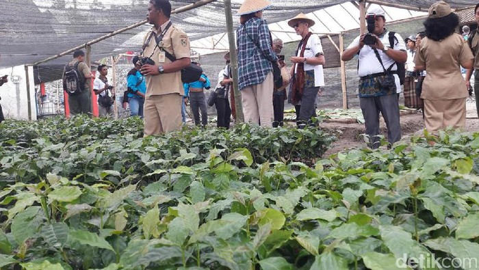Mendambakan Harum Aroma Kopi dari Atap Merapi