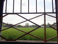 Menikmati sop senerek dengan pemandangan sawah (Kurnia/detikTravel)