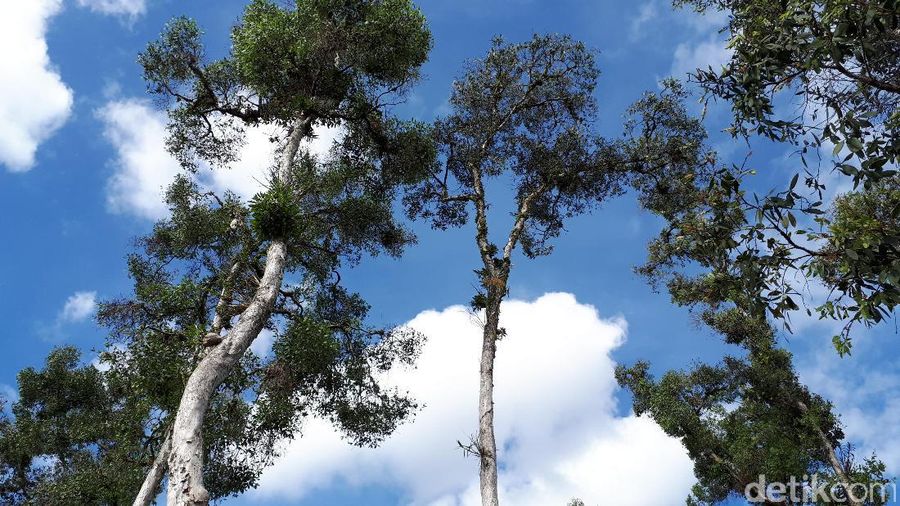 Bukan Wallpaper Komputer Ini Hutan Merauke Foto 3 Pilih save image as > klik save untuk menyimpan di komputer anda. wallpaper komputer ini hutan merauke