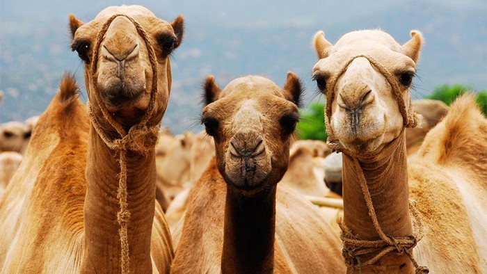 Foto: iStock Foto: iStock