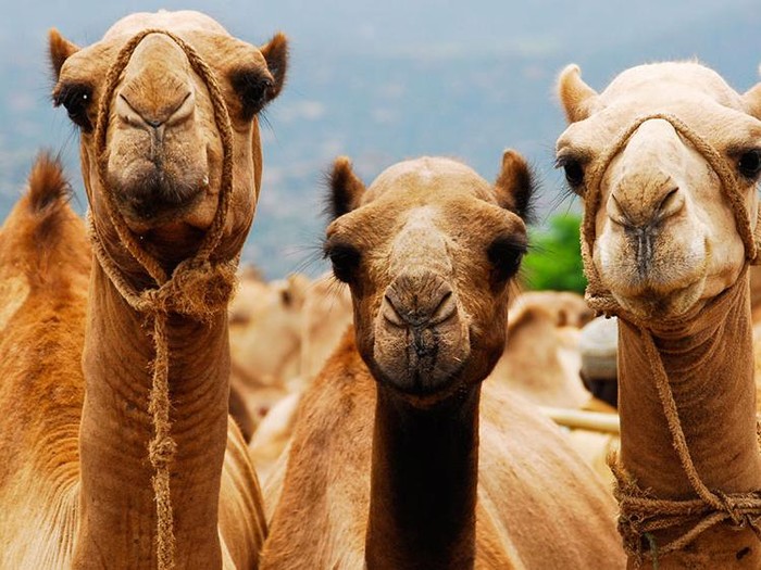 Dubai Buka RS Canggih Khusus Unta Bernilai Ratusan Miliar