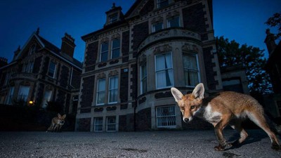 Karya Memukau Fotografer Membidik Satwa Liar di Eropa