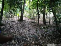 Jalur Benteng Jepang yang tertutup pohon dan dedaunan (Bonauli/detikTravel)