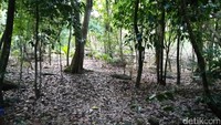 Berada di tengah hutan, akses jalannya sudah tertutup dan dipenuhi dengan daun yang berguguan. Jejaknya bisa dibilang hampir tak terlihat (Bonauli/detikTravel)