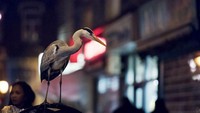 Seekor burung bangau ditengah malam yang berada dipinggiran kota juga menjadi objek yang menarik buatnya. Foto: Pool/Sam Hobson