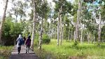 Bukan Wallpaper Komputer, Ini Hutan Merauke