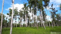 Jika mau menjelajahi hutan Merauke, datanglah ke Lotus Garden. Lokasinya di kawasan Semangga, Distrik Muramsari atau 45 menit dari pusat Kota Merauke (Afif/detikTravel)