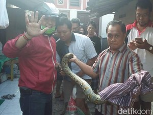 Cerita Warga Berdarah-darah Tangkap Ular Piton di Notoprajan Yogya