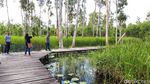 Bukan Wallpaper Komputer, Ini Hutan Merauke
