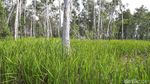Bukan Wallpaper Komputer, Ini Hutan Merauke
