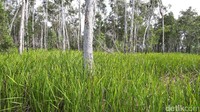 Suasana di sini masih sangat asli dan tidak ada orang-orang yang tinggal. Ini benar-benar hutan Merauke tidak kami ubah hanya menambahkan jalur trekking. Supaya pengunjung bisa merasakan sensasi masuk ke hutan Merauke, terang Rosalia sang pemilik Lotus Garden (Afif/detikTravel)