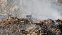 Seekor anjing tengah mencari makanan di tumpukan sampah di Pakistan. REUTERS/Akhtar Soomro.
