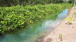 Bukan Wallpaper Komputer, Ini Hutan Merauke