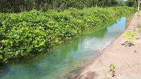 Terlihat pula aliran air dari sungai. Airnya pun terlihat berwarna hijau, cantik! (Afif/detikTravel)