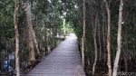 Bukan Wallpaper Komputer, Ini Hutan Merauke