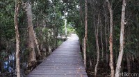Jalur trekkingnya terbuat dari papan. Asal tahu saja, lanskap hutan Merauke didominasi oleh rawa (Afif/detikTravel)