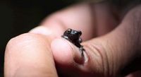 Salah satu flora yang dilestarikan di Sancturi (SAIsanctury/ youtube)