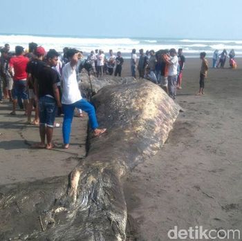 Bangkai Paus Ditemukan Terdampar Di Pantai Bunton Cilacap