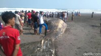 Sudah dari kemarin (Selasa) pagi (diketemukannya). Akan dikubur oleh warga tapi menunggu air lautnya surut, kata Dirjo, warga sekitar lokasi, Rabu (7/6/2017). Menurut dia, bangkai ikan paus tersebut sudah menimbulkan bau yang tidak sedap, sehingga harus segera dikubur di sekitar lokasi oleh warga sekitar.Foto: Arbi Anugrah/detikcom