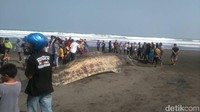Seekor ikan paus terdampar di Pantai Bunton, Kecamatan Adipala, Cilacap, Jawa Tengah. Ikan paus memiliki panjang sekitar 30 meter ini ditemukan warga sudah dalam keadaan mati. Foto: Arbi Anugrah/detikcom