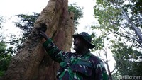 Tinggi sarang semut itu mencapai 3 meter.