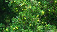 Essaouira, merupakan daerah endemik penghasil argan, di Afrika Utara. Argan, adalah buah dari pohon Argania, salah satu jenis pohon tertua di dunia. Pohon ini hanya tumbuh di barat daya Maroko, antara Kota Essaouira dan Agadir. Dari biji buah argan, dihasilkan minyak argan, yang kerap disebut sebagai emas cair. Minyak argan sejak ratusan tahun lalu digunakan untuk obat segala gangguan pada kulit, mulai dari infeksi kulit, gigitan serangga, atau ruam. Irfan Padli/TRANS7.