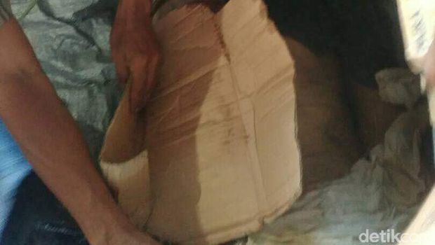 Lagi Cari Rumput, Ibrahim Tewas Diterkam Buaya di Banyuasin