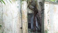Tak memiliki atap, pohon-pohon sekitar yang menempel seakan akan menggantikan langit-langit rumah sakit tersebut (Bonauli/detikTravel)