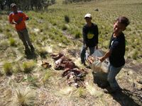 Ini Bangkai-bangkai Rusa yang Ditemukan di Gunung Lawu