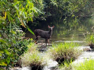 Inspiratif! Pasangan Habiskan 26 Tahun Ubah Lahan Tandus Jadi Hutan