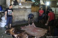 Ramadan, Berkah Bagi Pengepul Kulit Sapi di Soreang Bandung