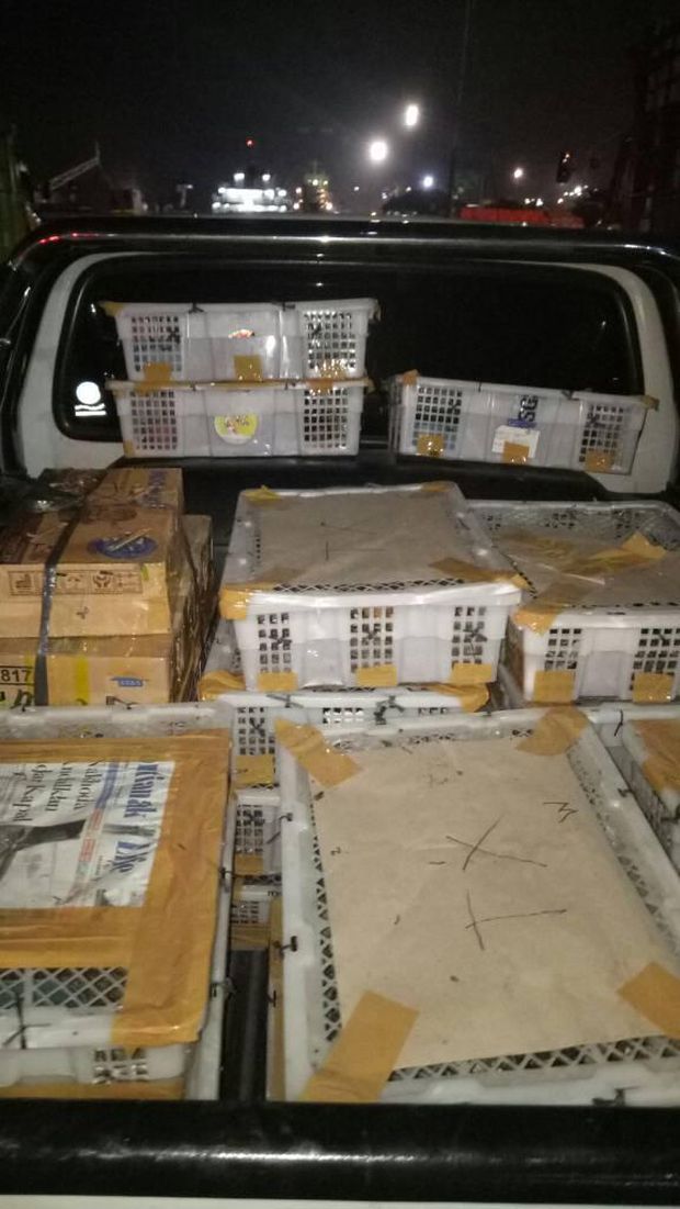Petugas gagalkan penyelundupan seratusan ekor burung kicau dari Pontianak