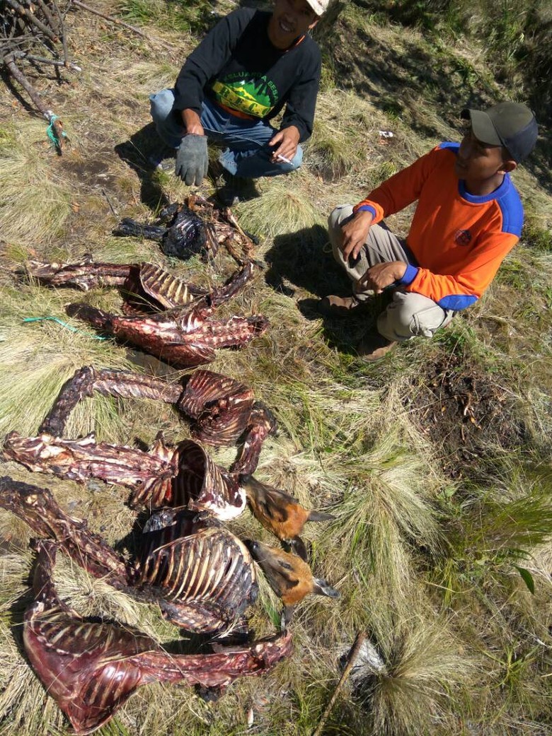 Cerita Perburuan Rusa di Aceh, Pakai Pawang hingga Anjing