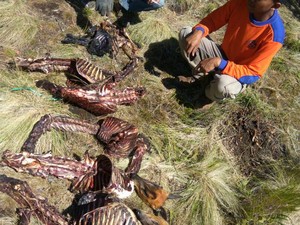 Cerita Perburuan Rusa di Aceh, Pakai Pawang hingga Anjing