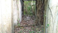 Melewati sisi bangunan, kamu akan bertemu dengan 2 bangunan hancur lainnya. Rumah sakit ini hanya memiliki 3 buah bangunan (Bonauli/detikTravel)