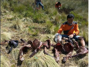 8 Bangkai Rusa Tanpa Daging Ditemukan di Gunung Lawu