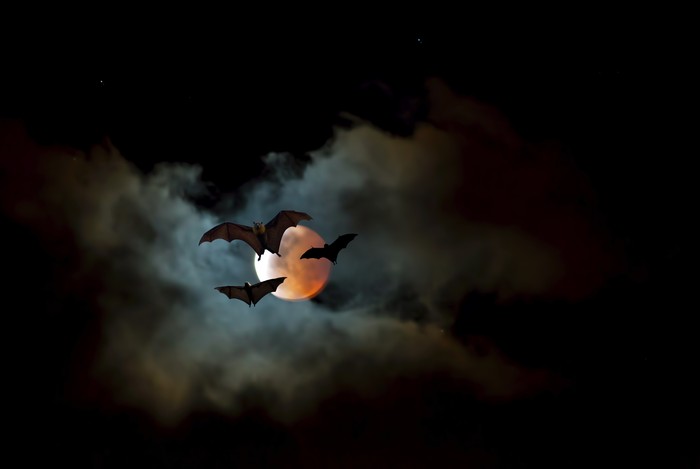kelelawar vampir