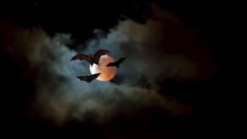 Oh ya, kelelawar guano rupanya juga digunakan untuk membuat bubuk mesiu untuk persenjataan selama perang saudara AS. Foto: Ilustrasi/Thinkstock