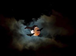 Fakta-fakta Luar Biasa tentang Kelelawar