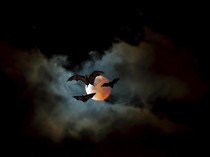 Ekolokasi adalah Kemampuan Khusus Hewan: Ini Arti, Prinsip, dan Contohnya