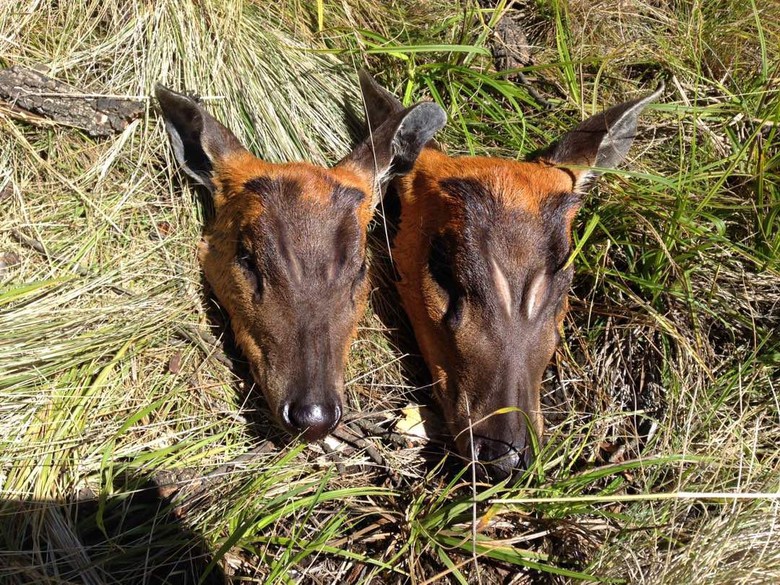 74 Gambar Hewan Dilindungi HD