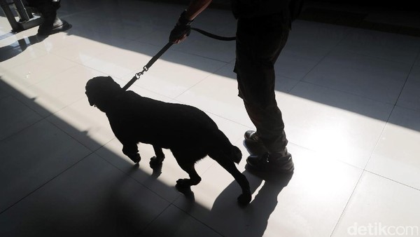 Anjing Pelacak Sisir Stasiun Pasar Senen